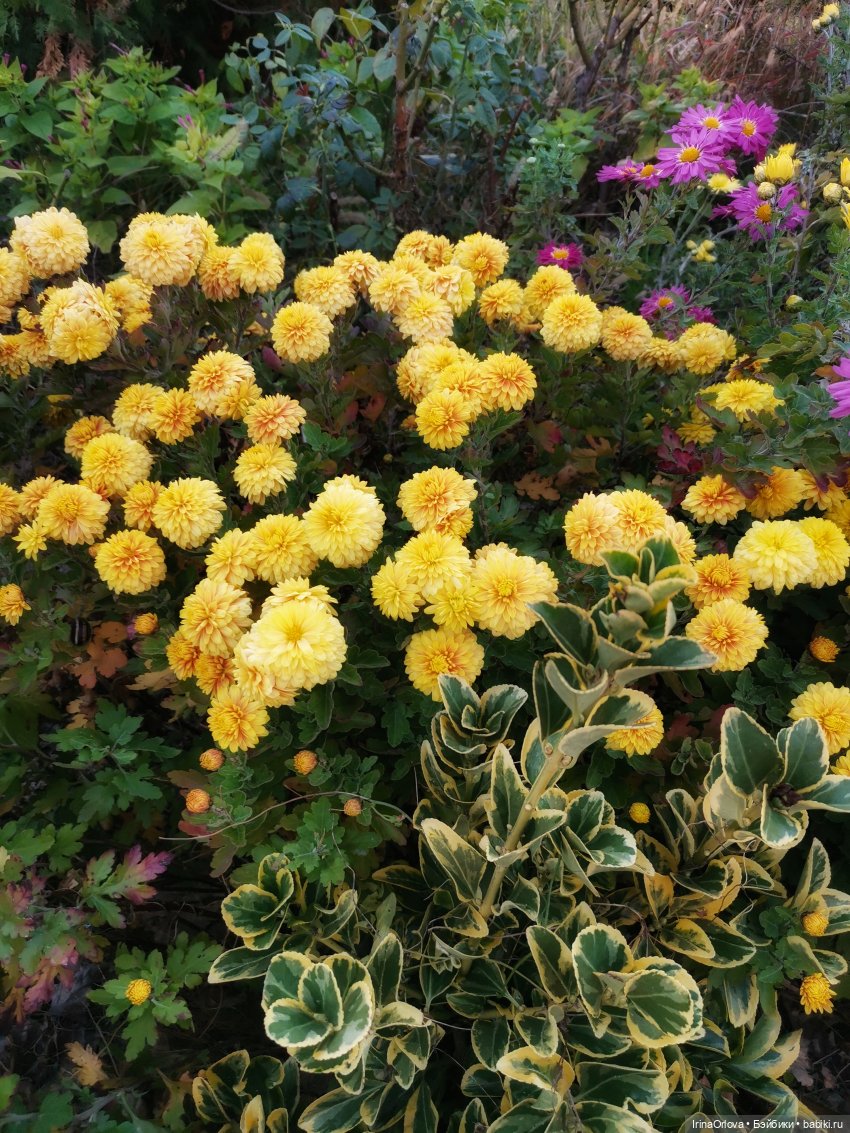 Золотая осень чудной красоты... 🌾🍁🍂