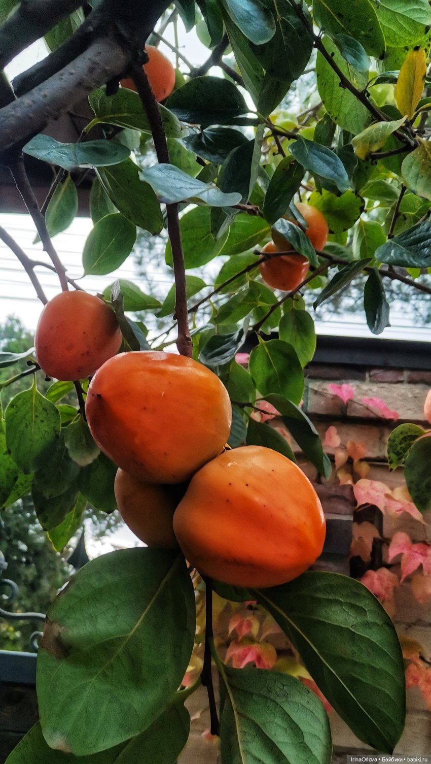 Золотая осень чудной красоты... 🌾🍁🍂 (фото 9)