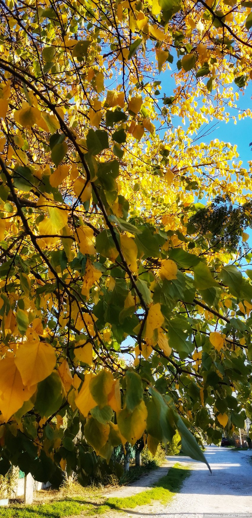 Золотая осень чудной красоты... 🌾🍁🍂