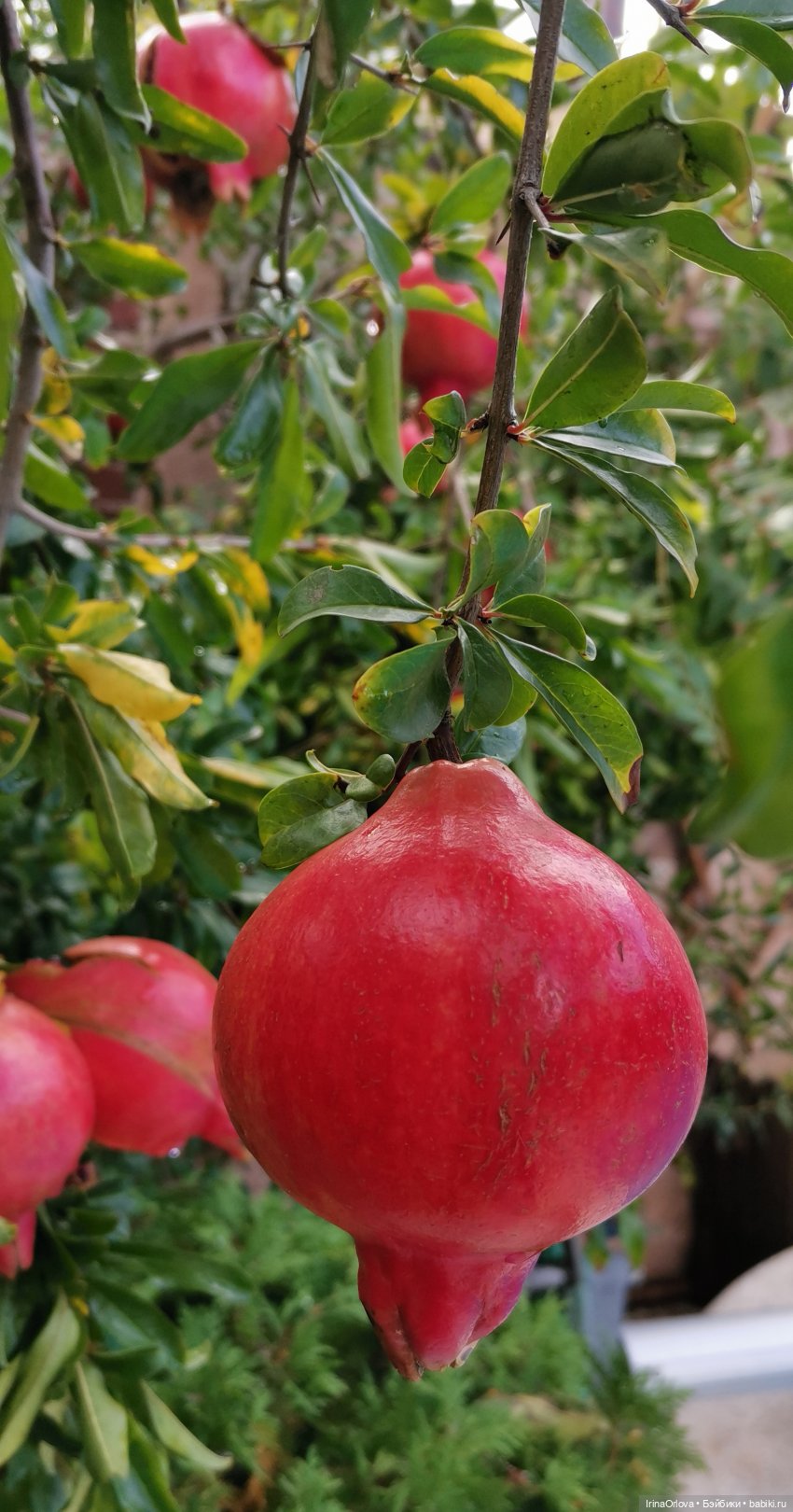 Золотая осень чудной красоты... 🌾🍁🍂