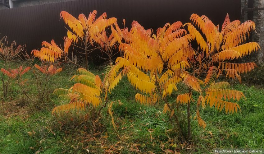 Золотая осень чудной красоты... 🌾🍁🍂