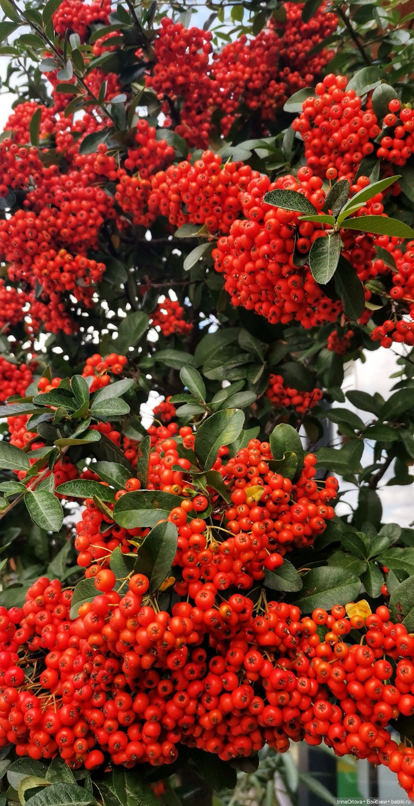 Золотая осень чудной красоты... 🌾🍁🍂