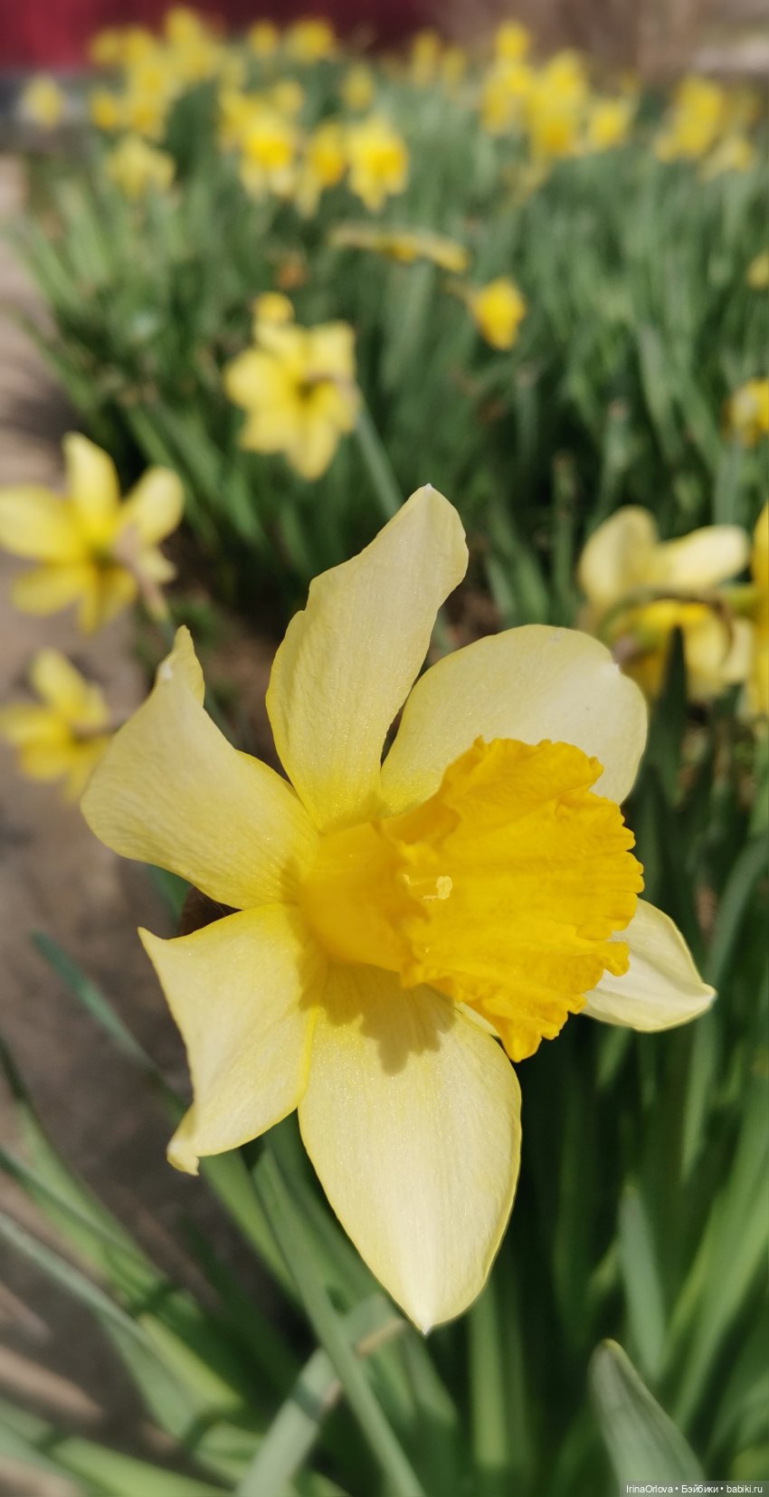 Цветок весны, предвестник лета... 🌼🌼🌼 | Бэйбики Цветок весны, предвестник лета... 🌼🌼🌼