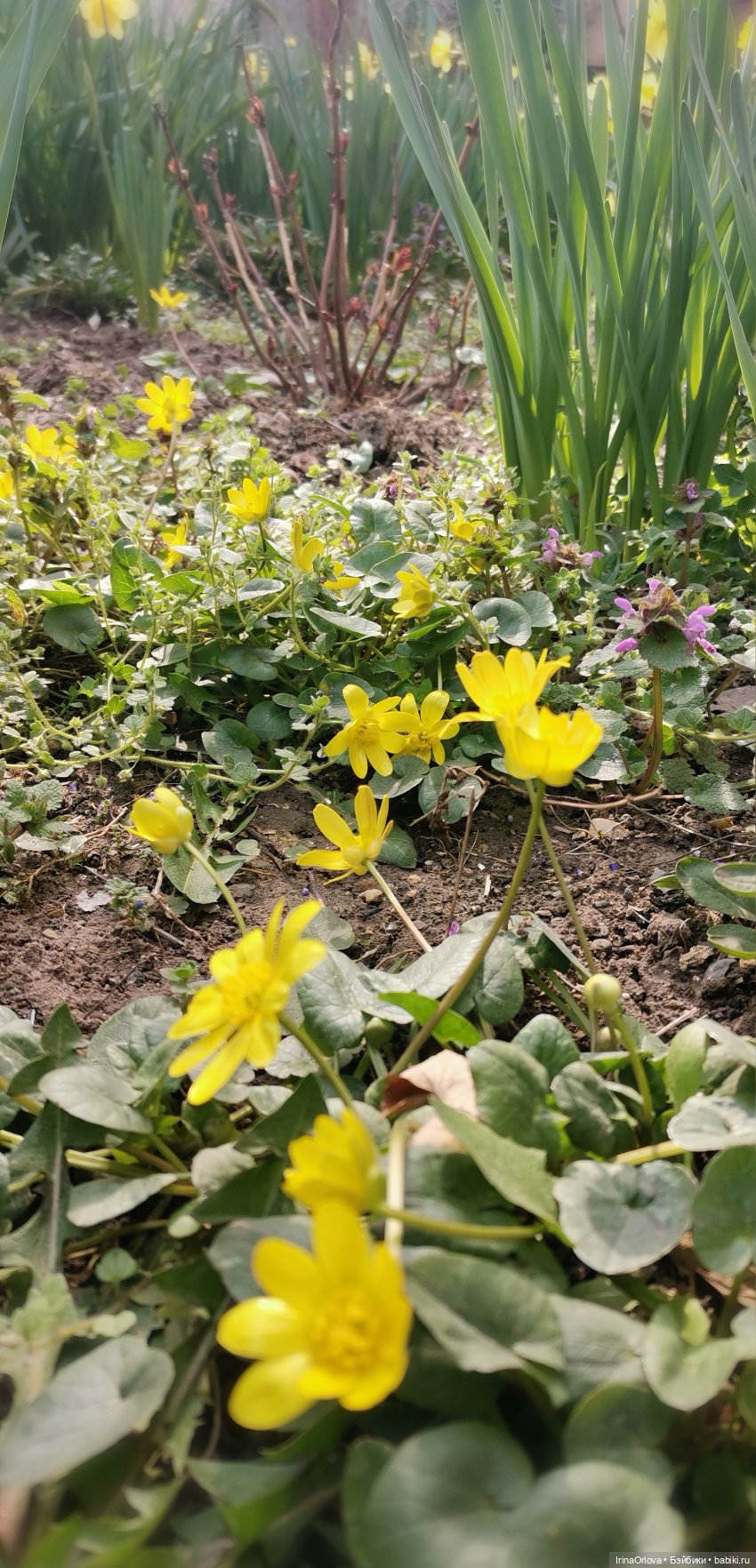 Цветок весны, предвестник лета... 🌼🌼🌼 | Бэйбики Цветок весны, предвестник лета... 🌼🌼🌼 (фото 8)