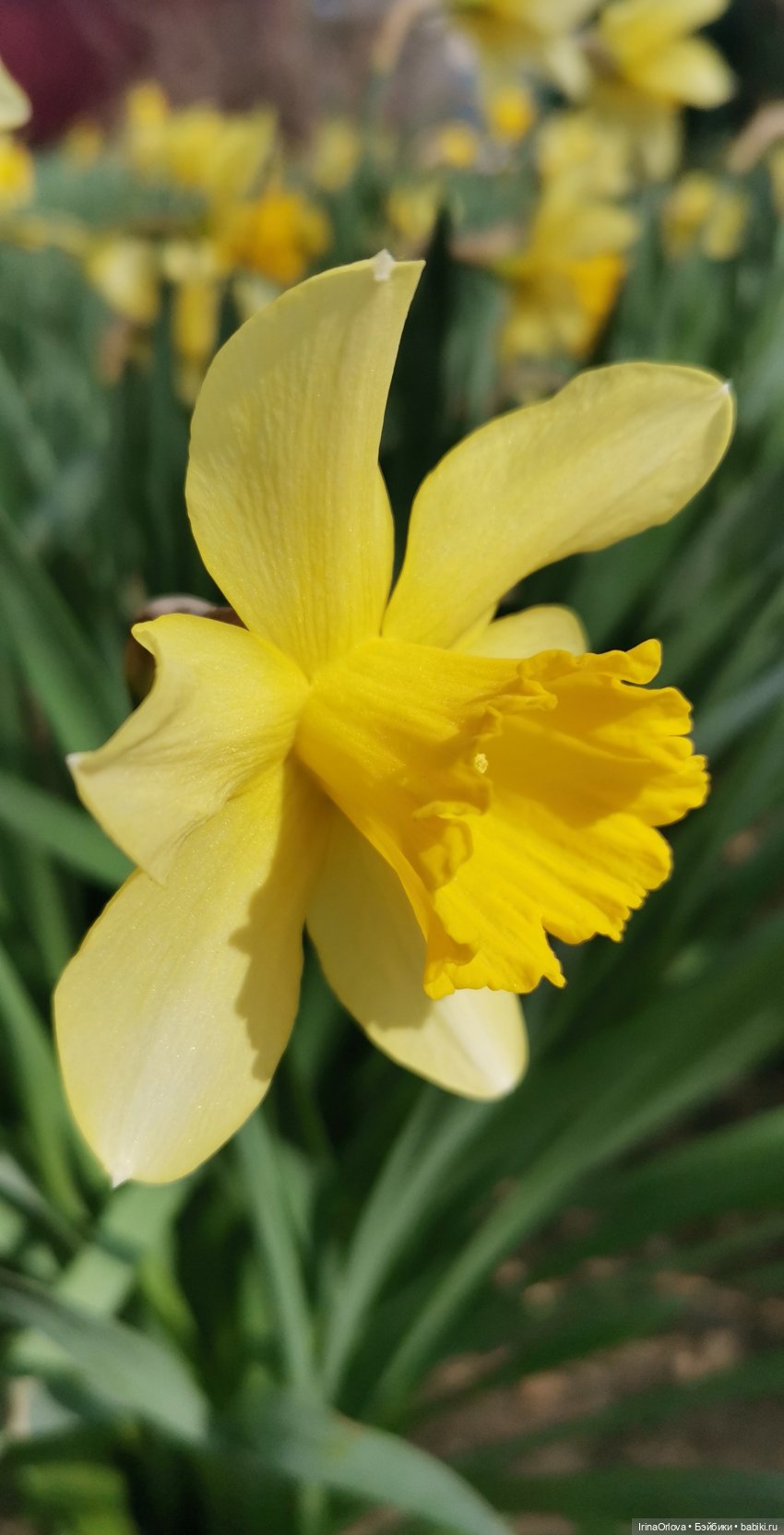 Цветок весны, предвестник лета... 🌼🌼🌼 | Бэйбики Цветок весны, предвестник лета... 🌼🌼🌼