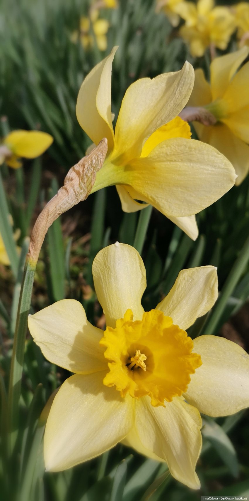 Цветок весны, предвестник лета... 🌼🌼🌼 | Бэйбики Цветок весны, предвестник лета... 🌼🌼🌼