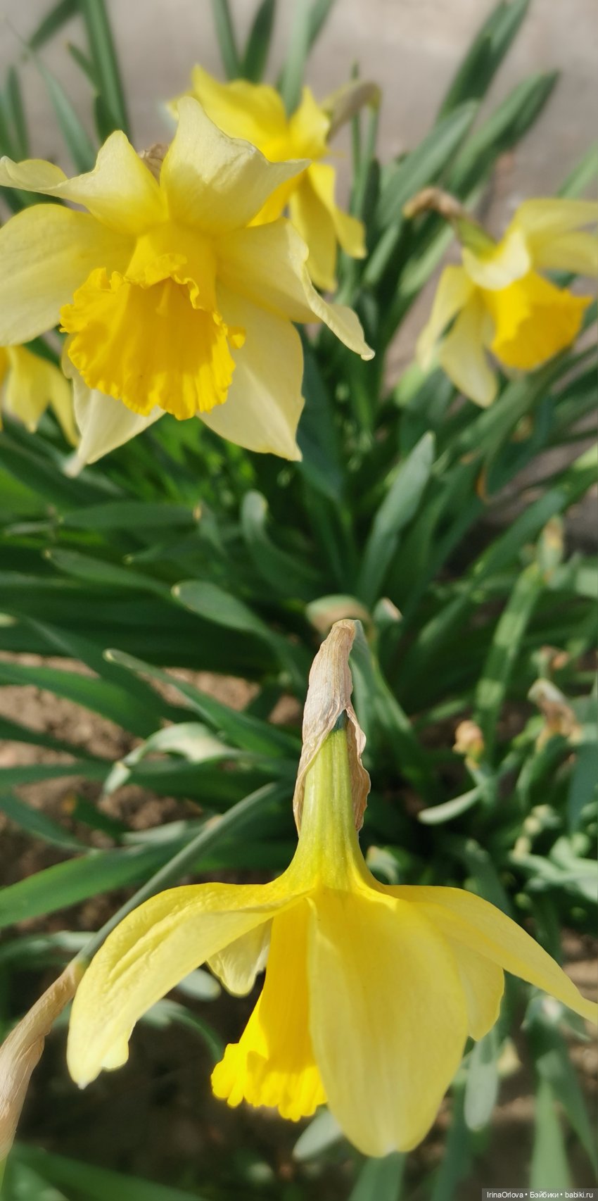 Цветок весны, предвестник лета... 🌼🌼🌼 | Бэйбики Цветок весны, предвестник лета... 🌼🌼🌼 (фото 7)