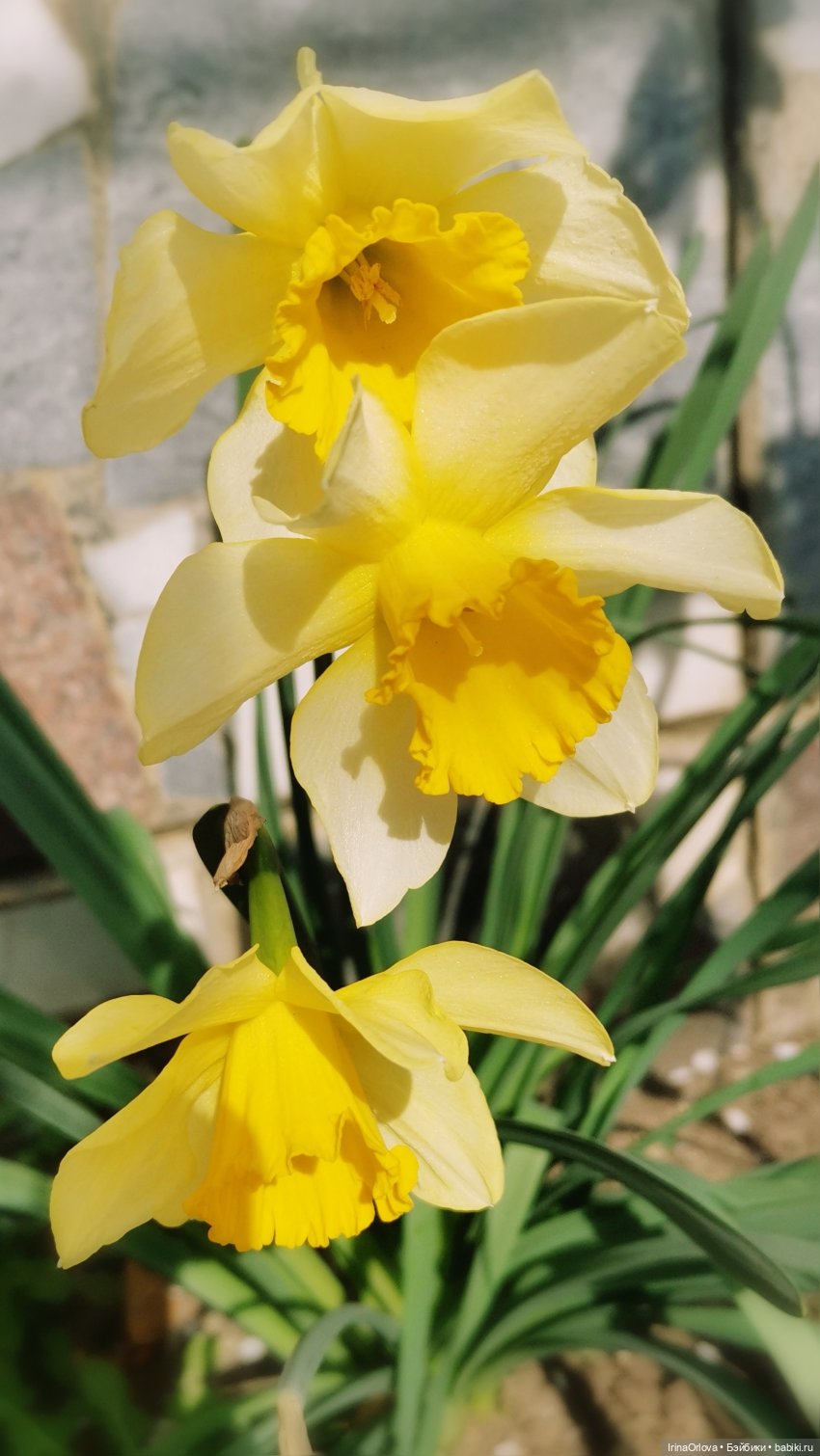 Цветок весны, предвестник лета... 🌼🌼🌼 | Бэйбики Цветок весны, предвестник лета... 🌼🌼🌼 (фото 2)