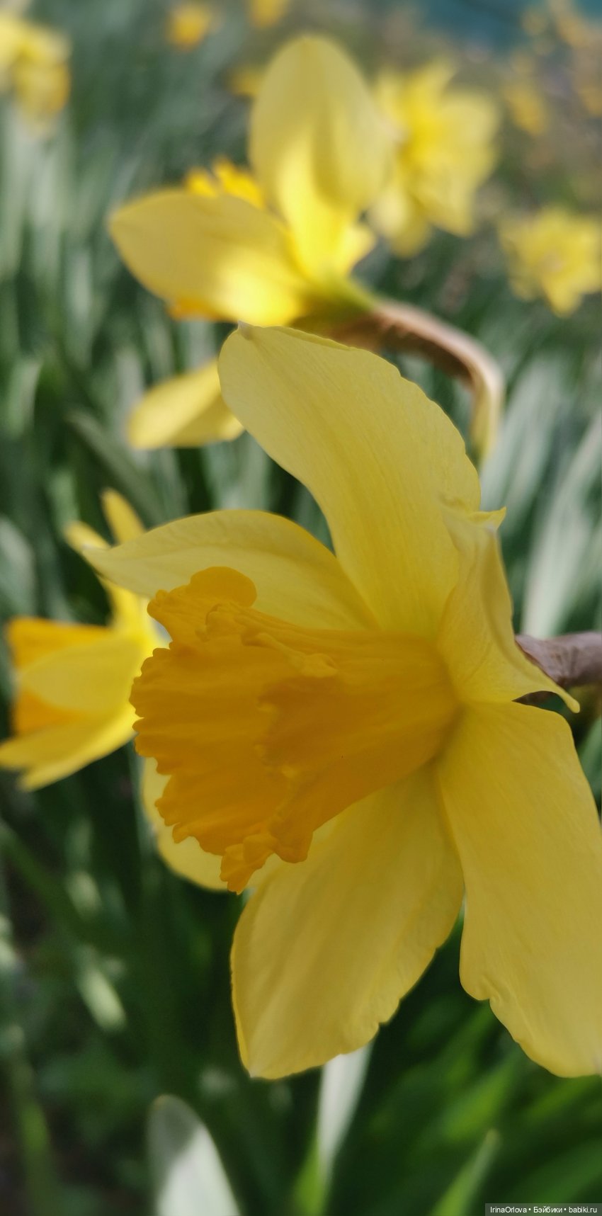 Цветок весны, предвестник лета... 🌼🌼🌼 | Бэйбики Цветок весны, предвестник лета... 🌼🌼🌼