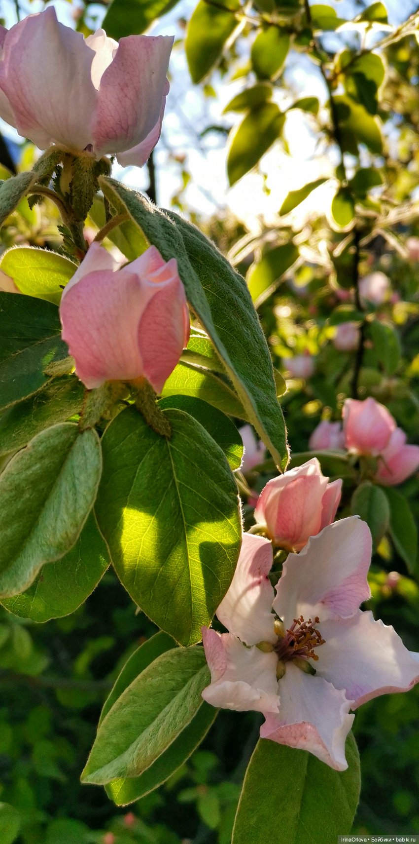 Ароматы весны🥀🌷🌸🌼🌺🏵️🪻 — Куклы Gotz (Готц): Ханна (фото 6)