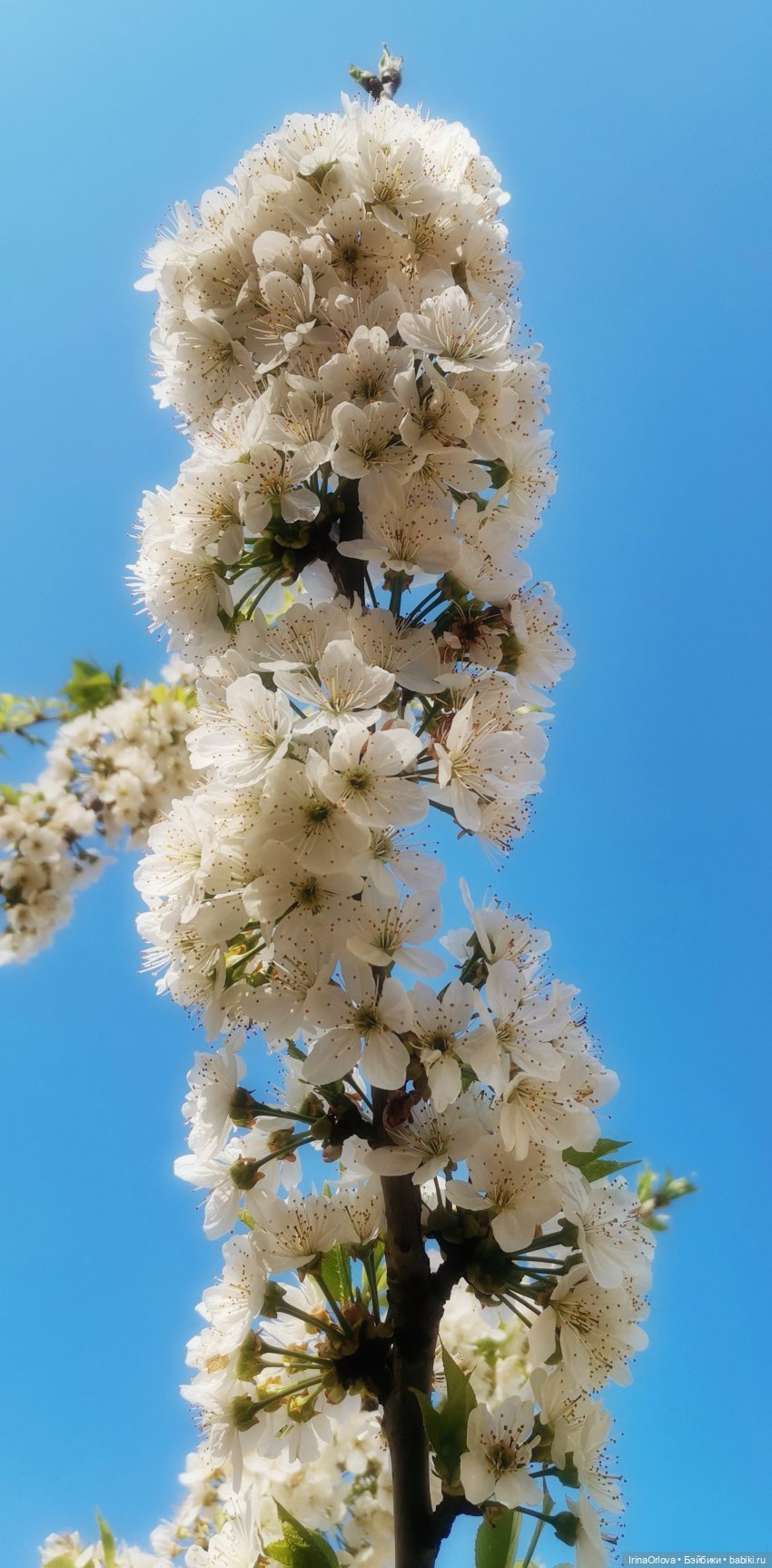 Ароматы весны🥀🌷🌸🌼🌺🏵️🪻 — Куклы Gotz (Готц): Ханна