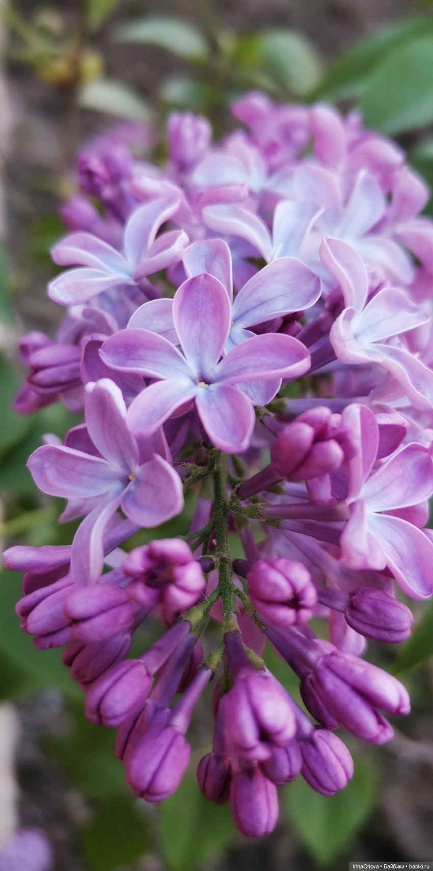 Ароматы весны🥀🌷🌸🌼🌺🏵️🪻 — Куклы Gotz (Готц): Ханна