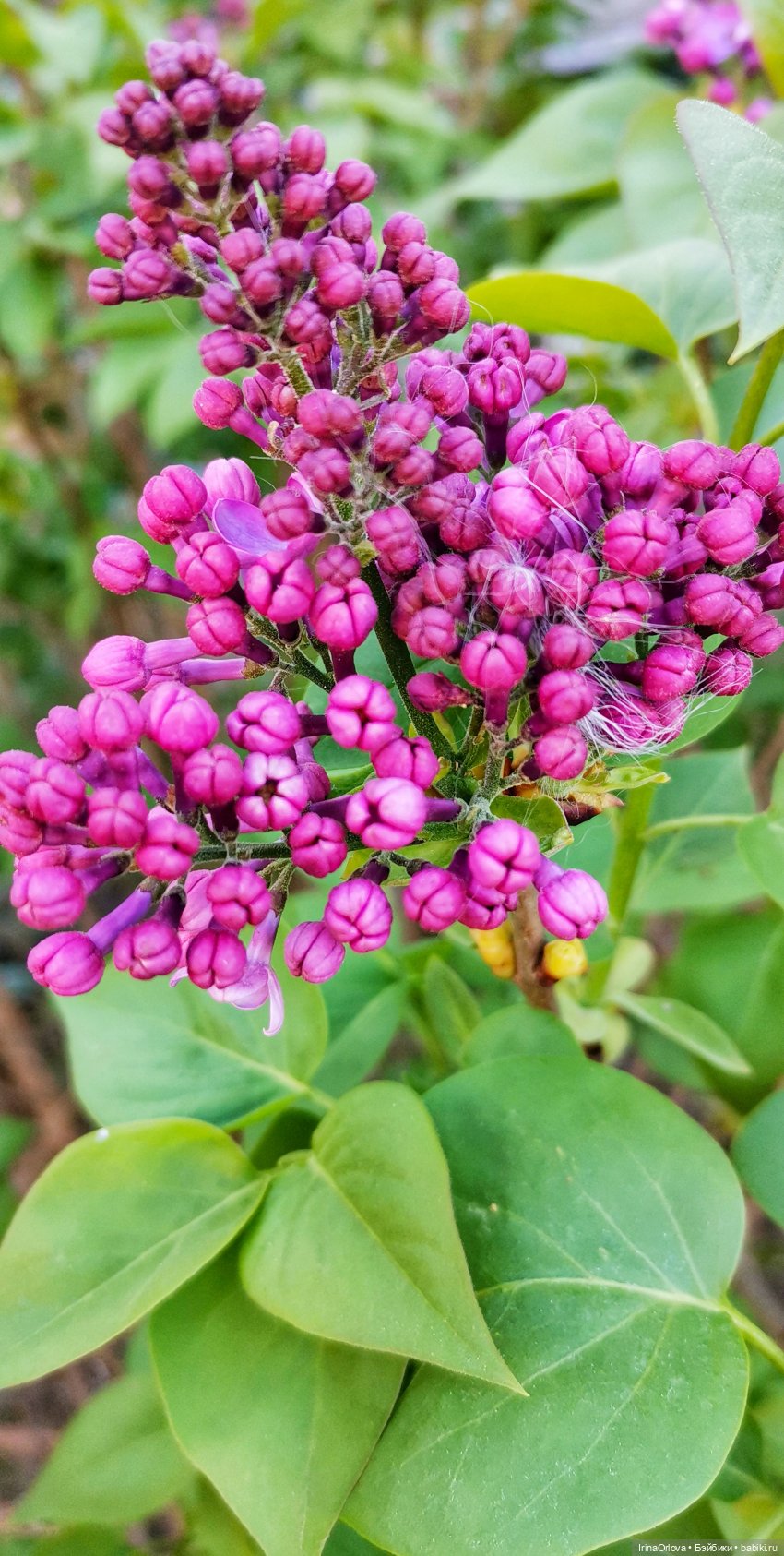 Ароматы весны🥀🌷🌸🌼🌺🏵️🪻 — Куклы Gotz (Готц): Ханна (фото 3)