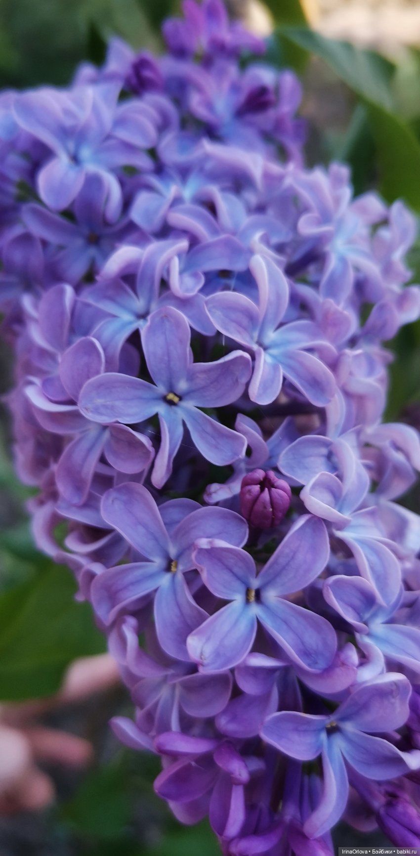 Ароматы весны🥀🌷🌸🌼🌺🏵️🪻 — Куклы Gotz (Готц): Ханна