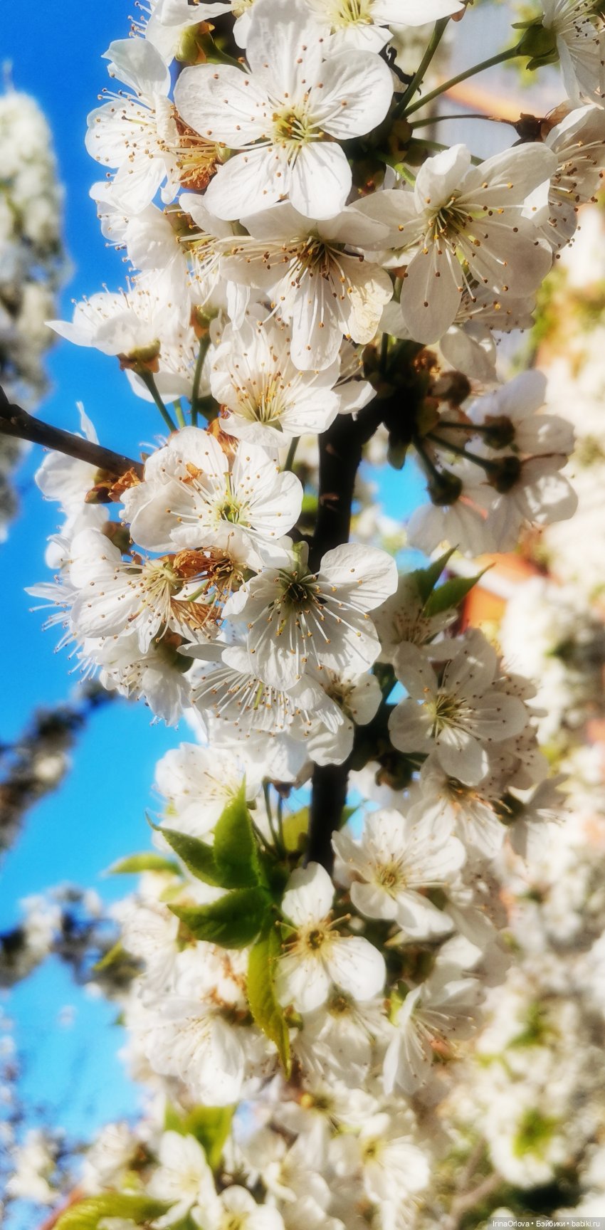 Ароматы весны🥀🌷🌸🌼🌺🏵️🪻 — Куклы Gotz (Готц): Ханна