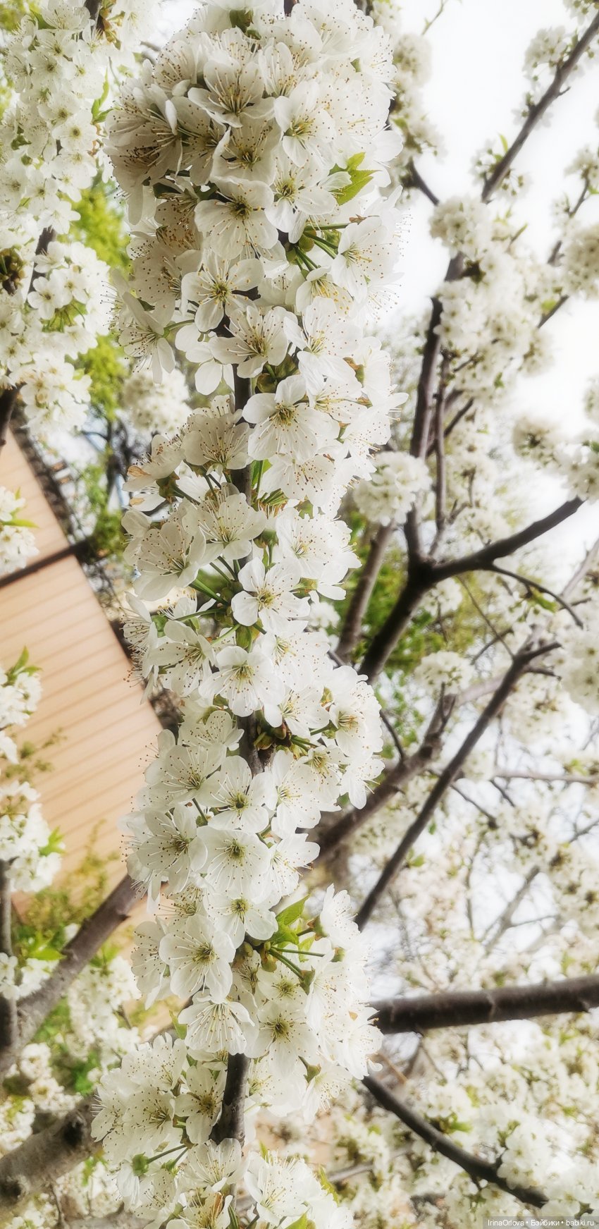 Ароматы весны🥀🌷🌸🌼🌺🏵️🪻 — Куклы Gotz (Готц): Ханна