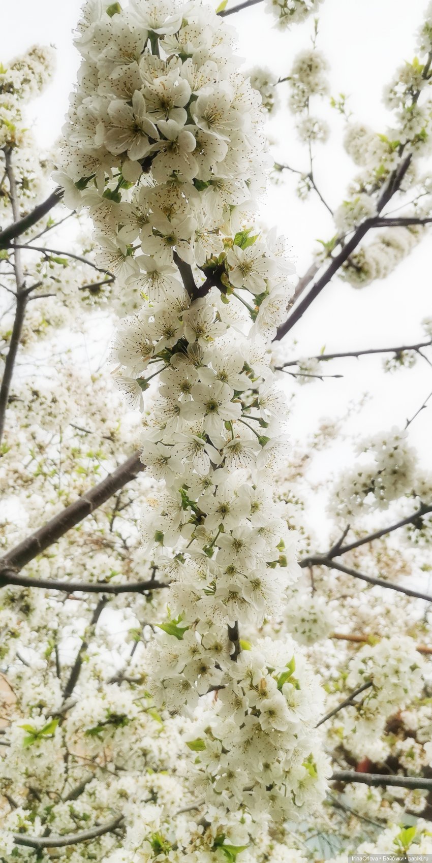 Ароматы весны🥀🌷🌸🌼🌺🏵️🪻 — Куклы Gotz (Готц): Ханна