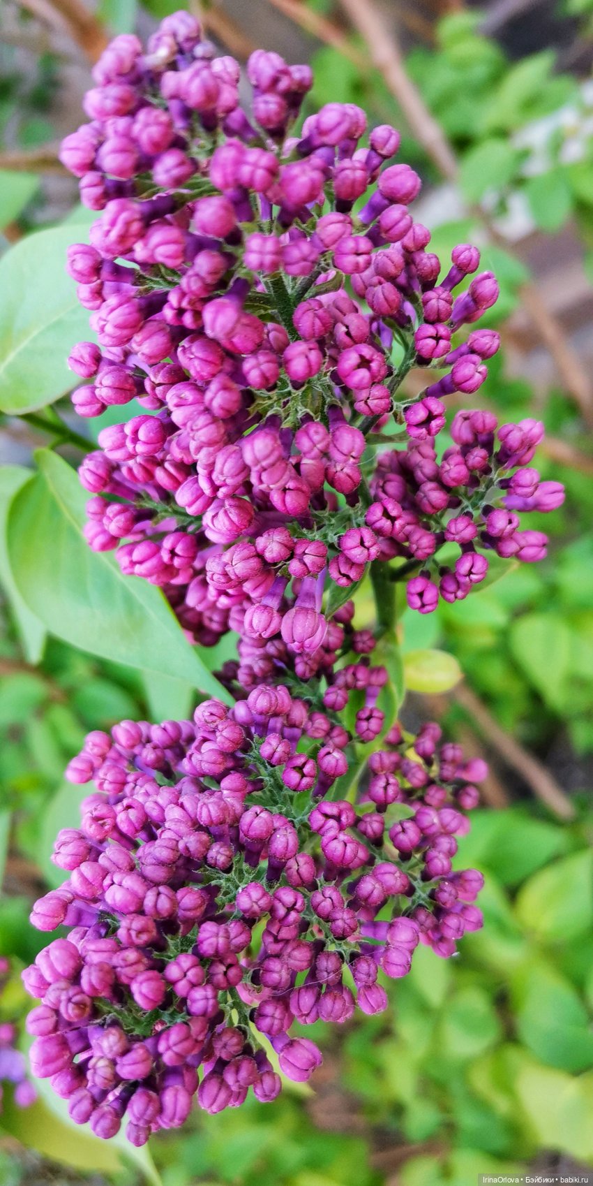 Ароматы весны🥀🌷🌸🌼🌺🏵️🪻 — Куклы Gotz (Готц): Ханна (фото 2)