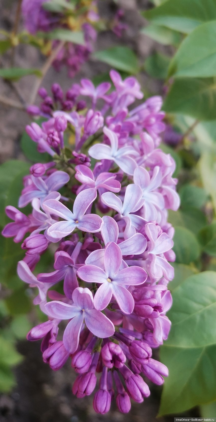 Ароматы весны🥀🌷🌸🌼🌺🏵️🪻 — Куклы Gotz (Готц): Ханна (фото 9)