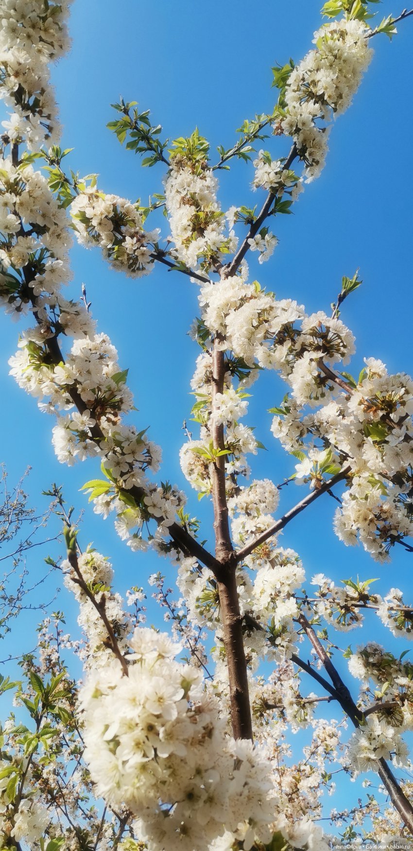 Ароматы весны🥀🌷🌸🌼🌺🏵️🪻 — Куклы Gotz (Готц): Ханна