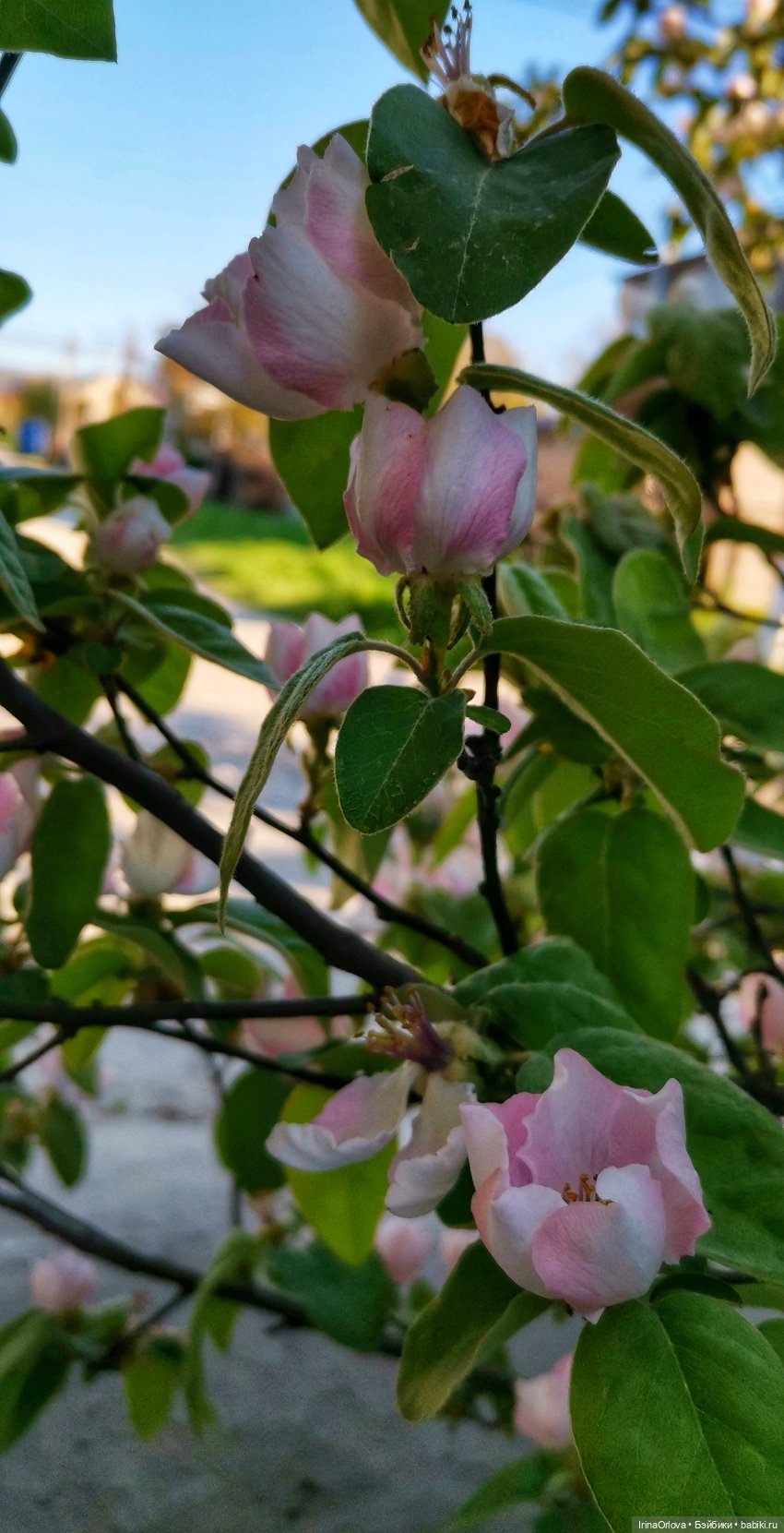 Ароматы весны🥀🌷🌸🌼🌺🏵️🪻 — Куклы Gotz (Готц): Ханна (фото 5)
