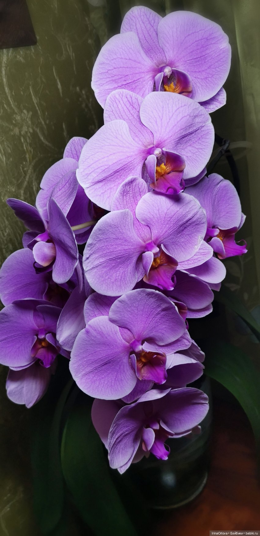Как прекрасны орхидеи, словно сказочные феи... 🌺 🌺🌺 (фото 5)