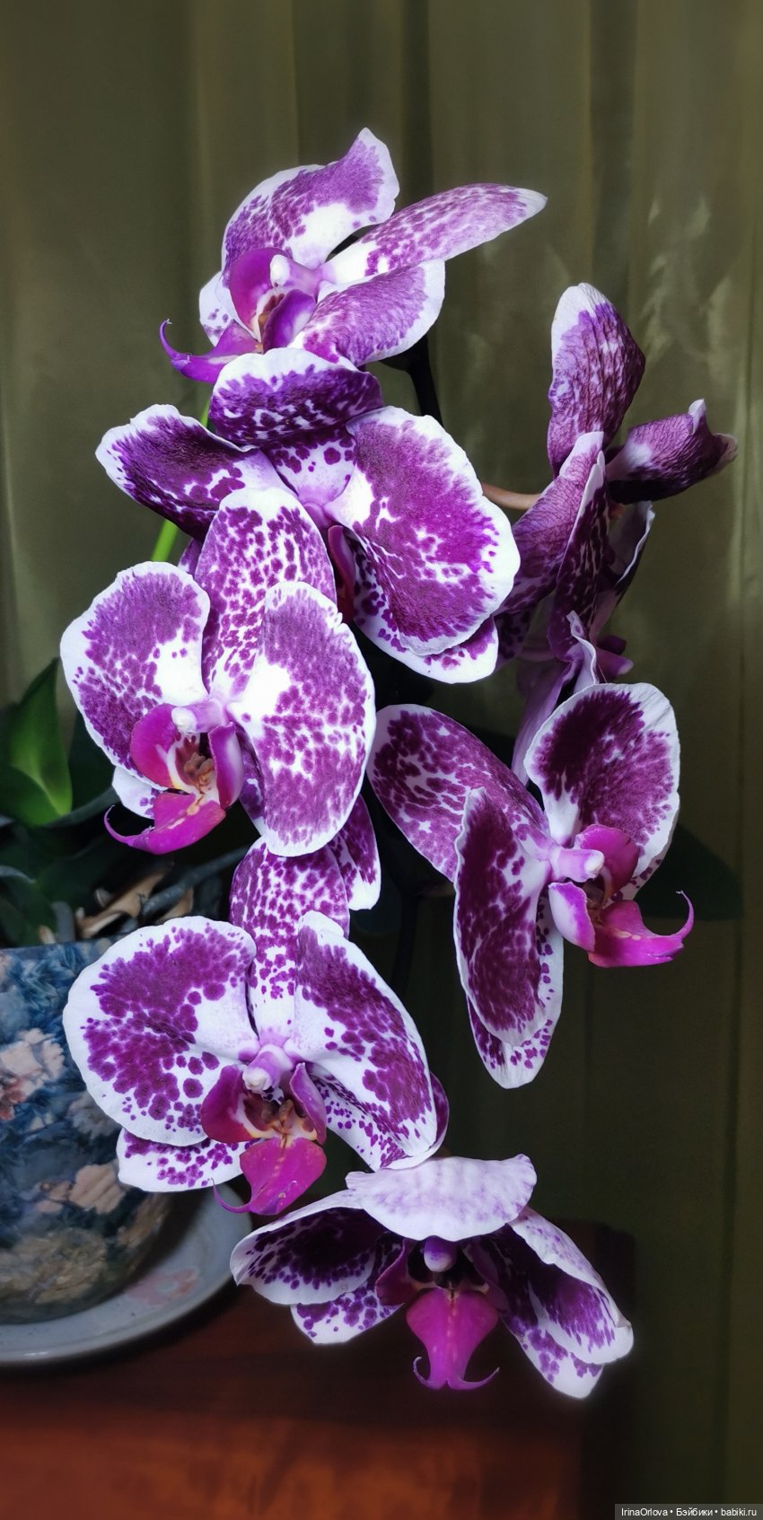 Как прекрасны орхидеи, словно сказочные феи... 🌺 🌺🌺