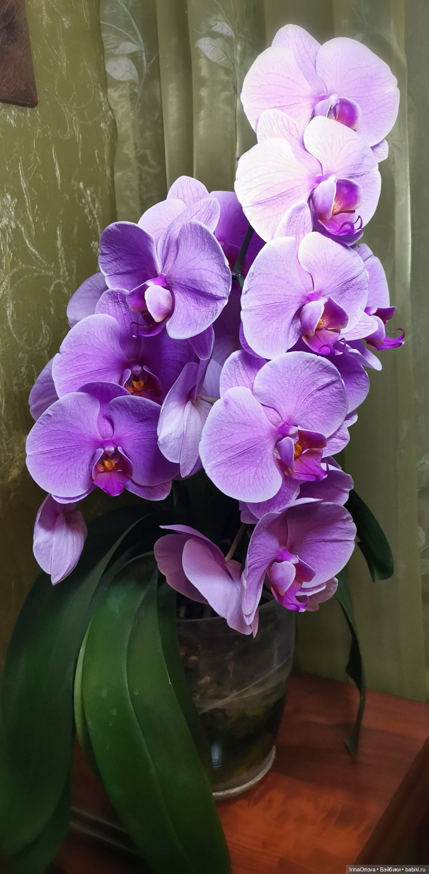Как прекрасны орхидеи, словно сказочные феи... 🌺 🌺🌺 (фото 4)