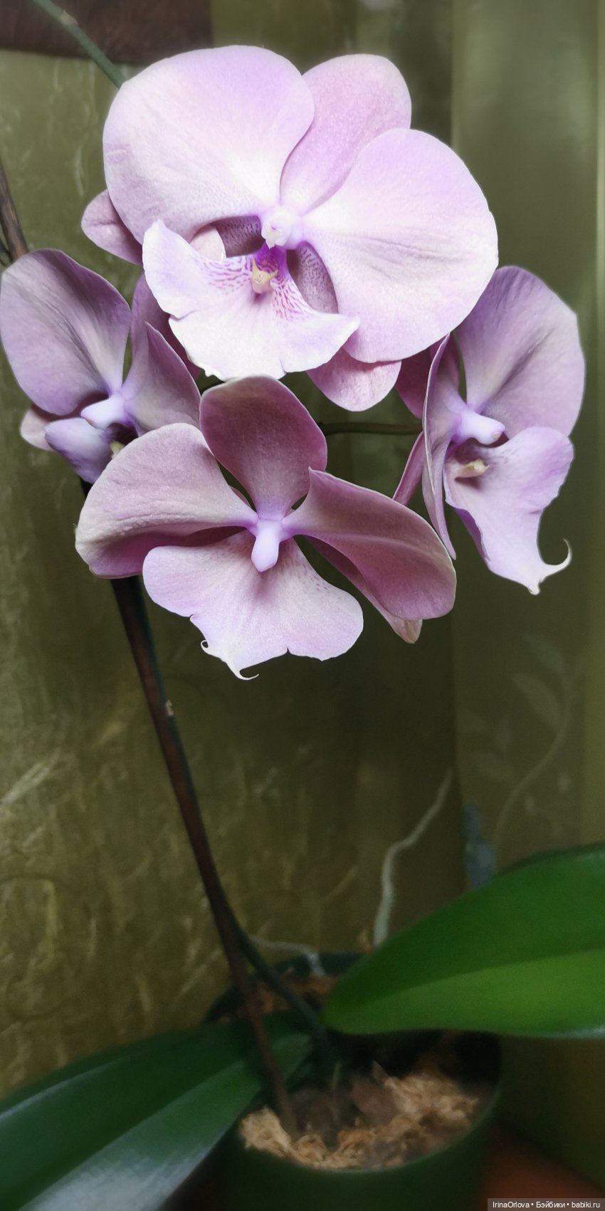 Как прекрасны орхидеи, словно сказочные феи... 🌺 🌺🌺