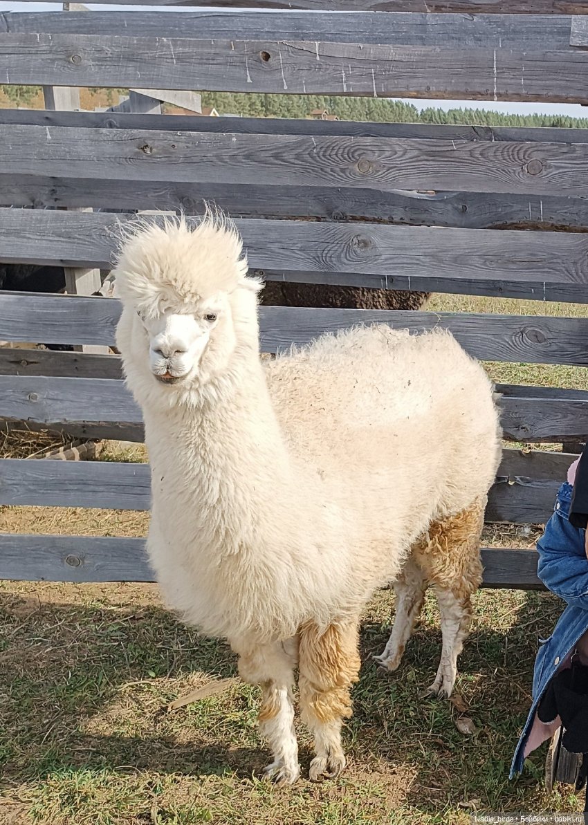 Манюня на оленеферме — Куклы Nines d'Onil (Нинес): Миа (Mia) (фото 5)