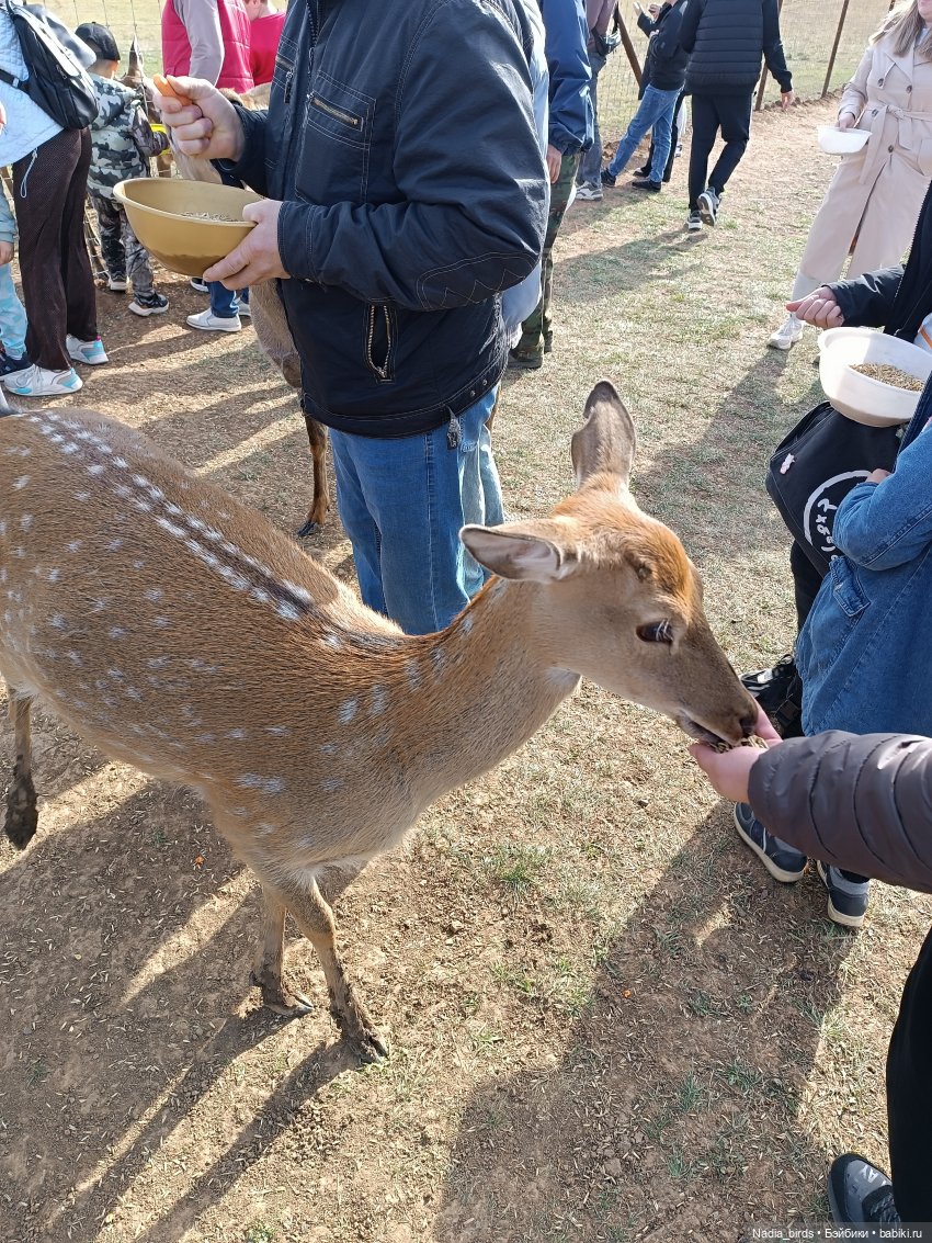 Манюня на оленеферме — Куклы Nines d'Onil (Нинес): Миа (Mia) (фото 9)