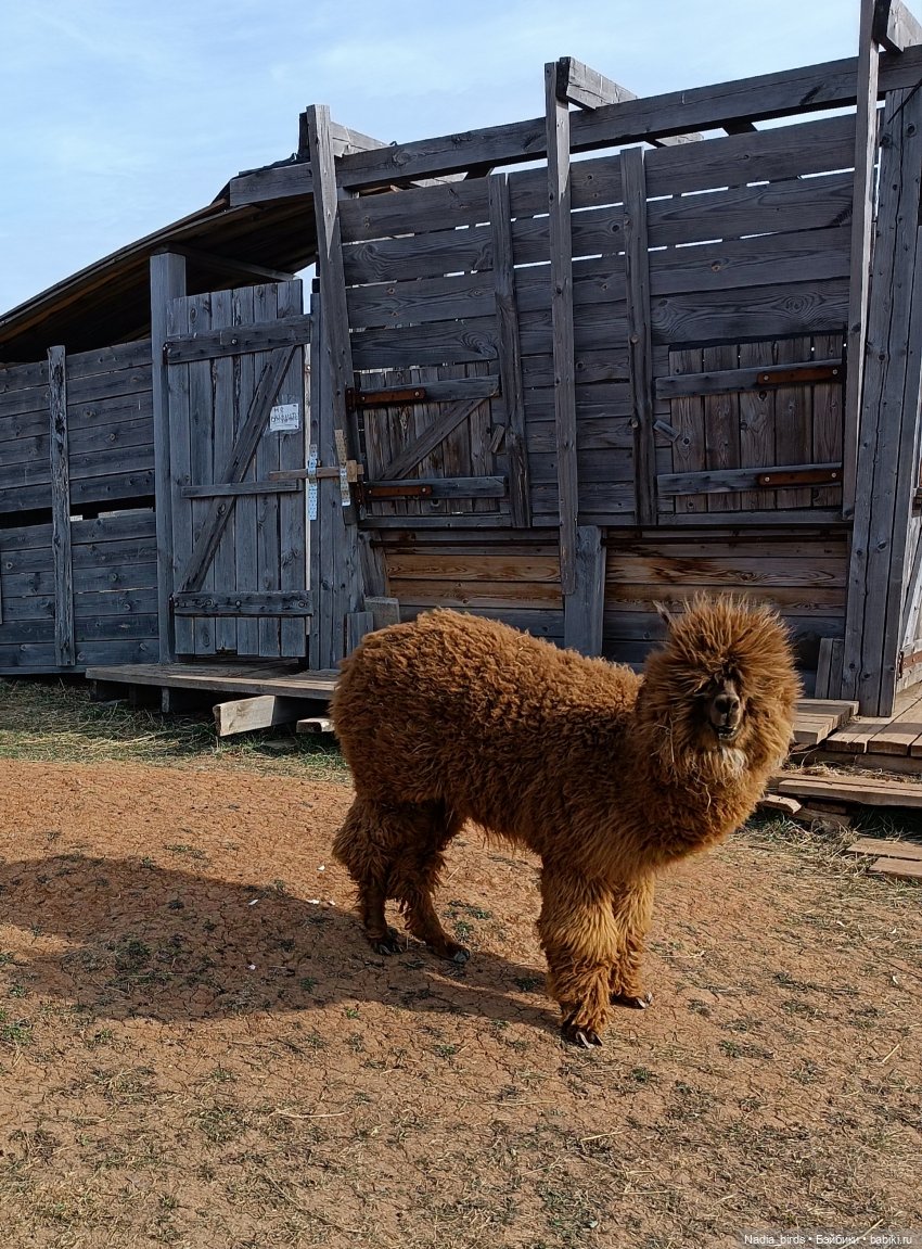 Манюня на оленеферме — Куклы Nines d'Onil (Нинес): Миа (Mia) (фото 4)