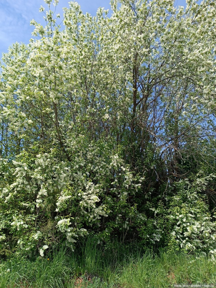 Дачное, или о трудностях житья на два дома