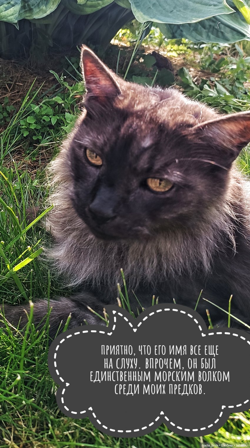 Приключения Капитана: гигантский Кот