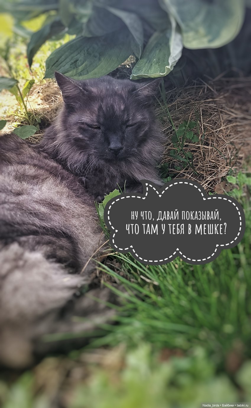 Приключения Капитана: гигантский Кот