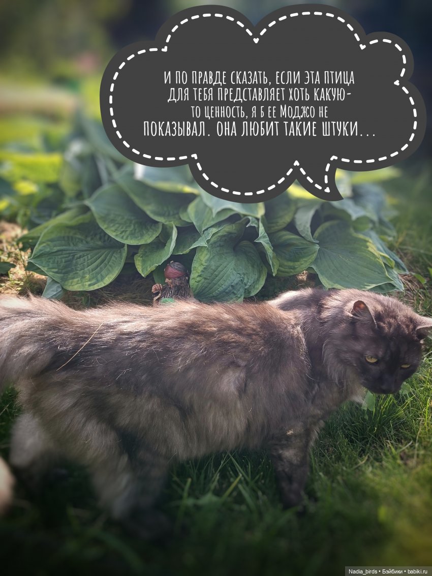 Приключения Капитана: гигантский Кот