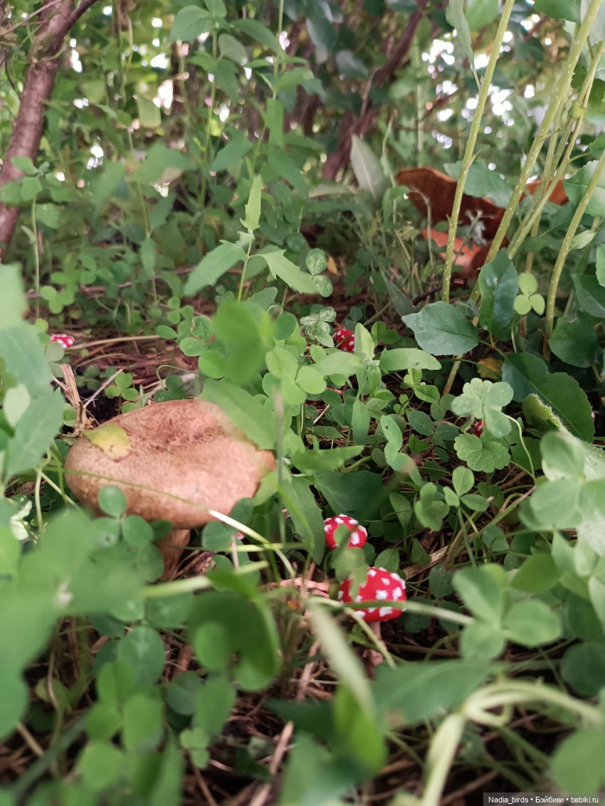 Оливер на прогулке — Валяные игрушки из шерсти: сухое валяние