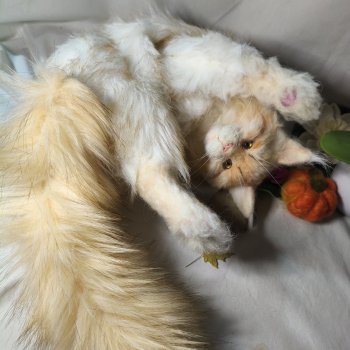 "Мааам, пьявда я кьясиви?" (Рафаэль))