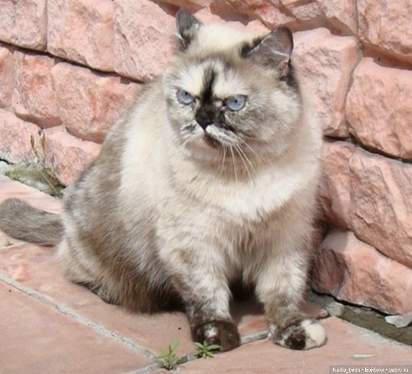 Недобрый вечер. Котопортрет-) (фото 3)