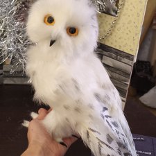 Полярная сова
