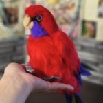 Красная розелла