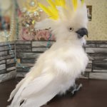 Большой желтохохлый какаду