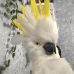 Большой желтохохлый какаду