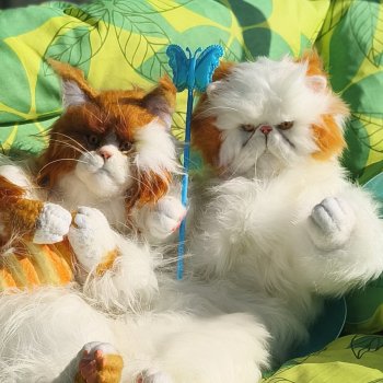 Котеюшки на даче)