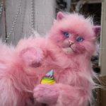 Пион, летний котик