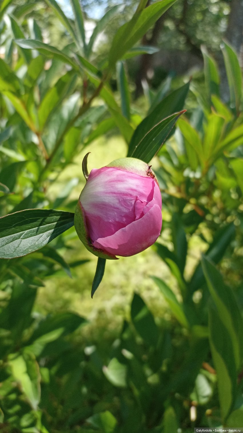 История одной поездки на дачу (фото 2)