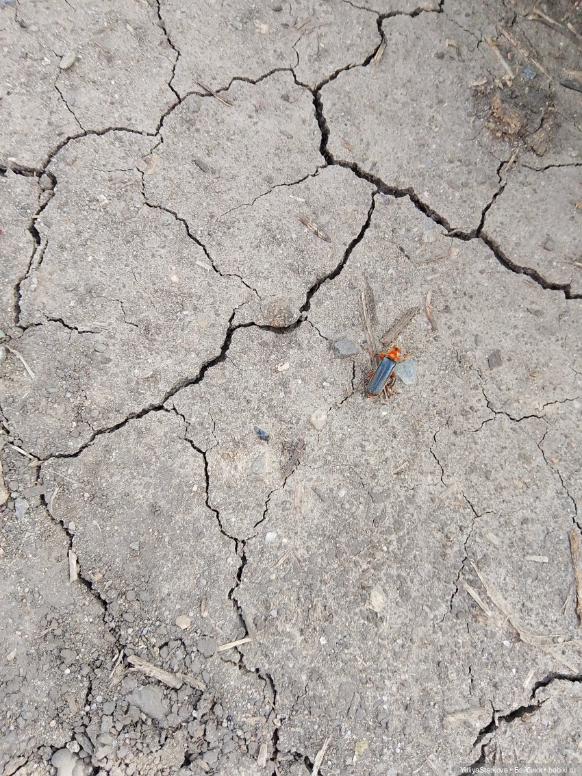 Летняя прогулка | Бэйбики Летняя прогулка — Куклы Fairyland (ФэйриЛэнд): BJD (БЖД)