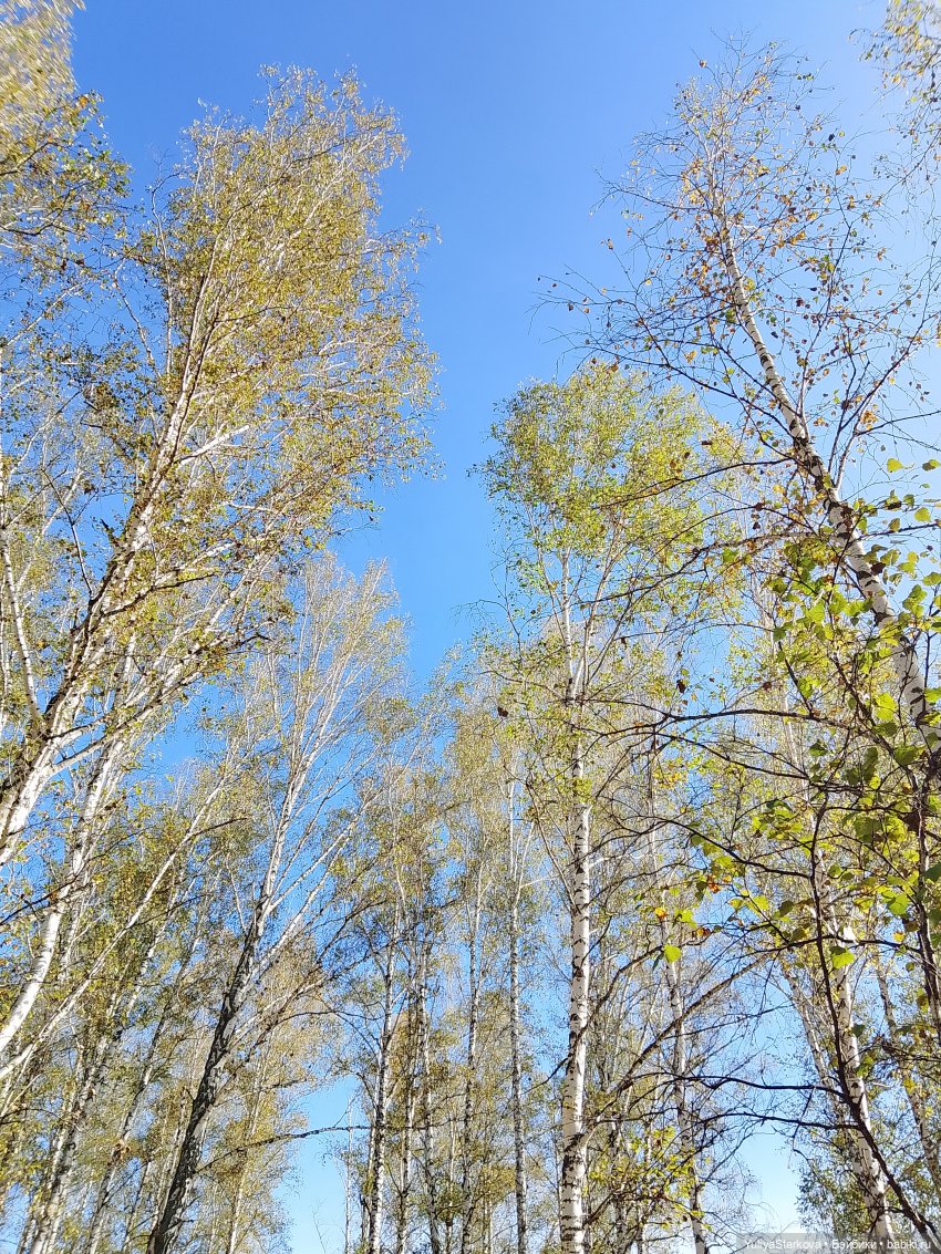 Девчонки в берёзовой роще (фото 2)