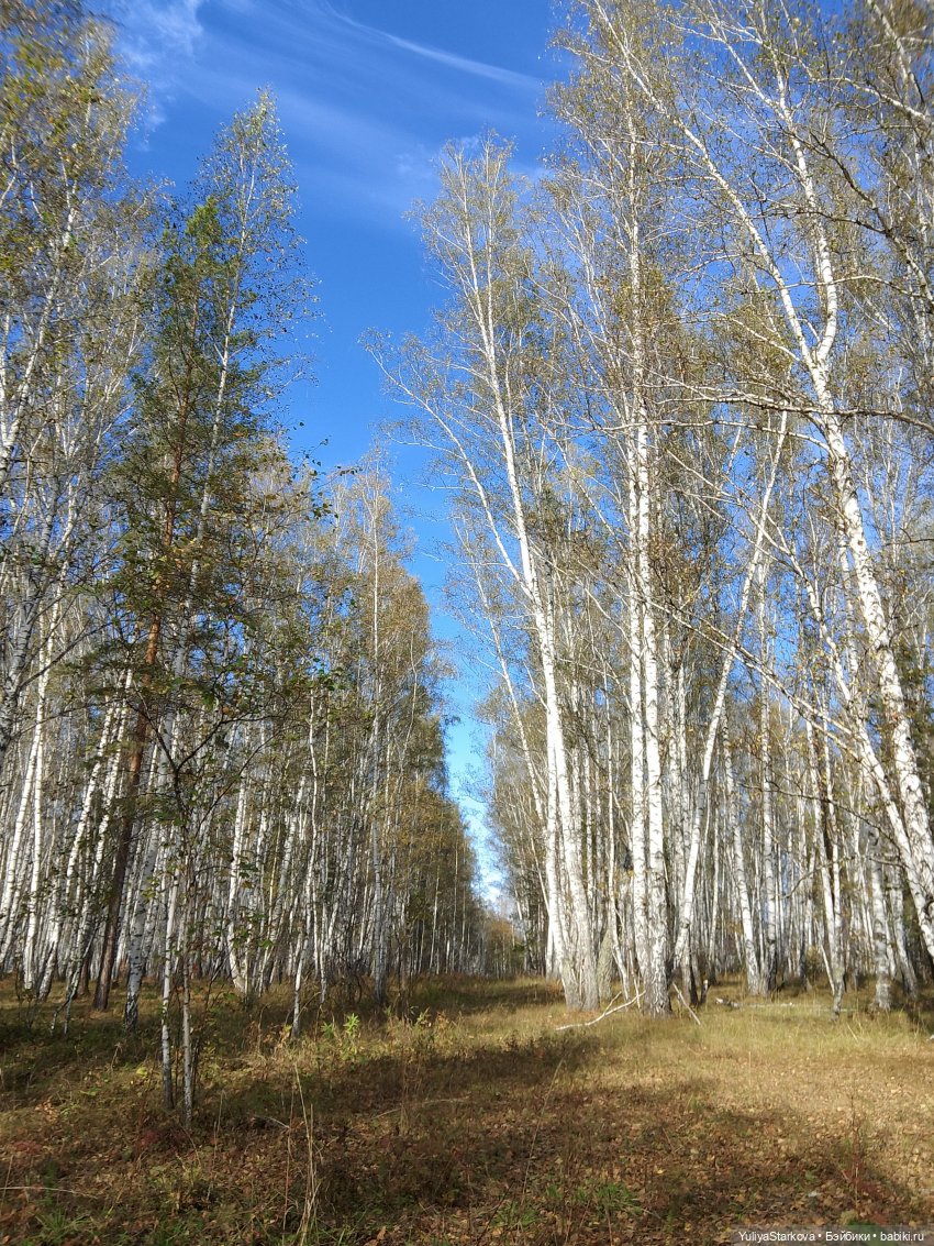Девчонки в берёзовой роще