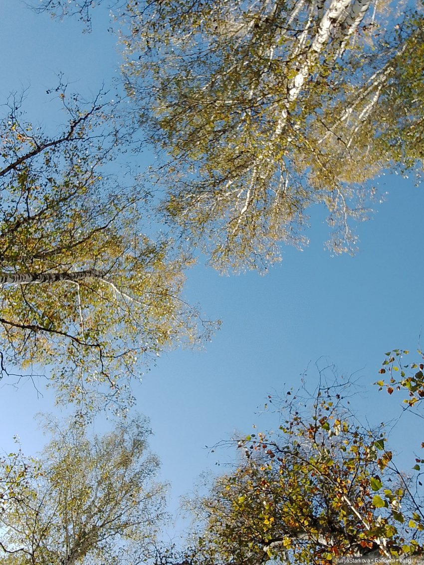 Девчонки в берёзовой роще (фото 3)